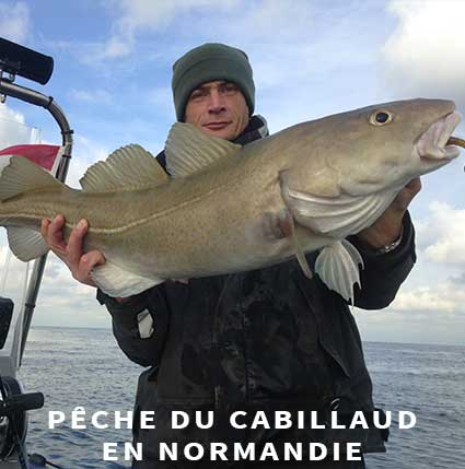 Guide de pêche Normandie cabillaud au leurre